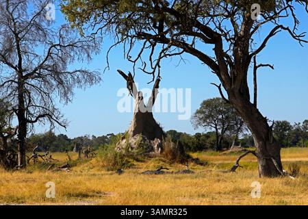 4 mai 2013 - Moremi, Botswana, Afrique - lors du safari pédestre Eagle Island Camp by Orient Express. Moremi Game Reserve est un parc national du Botswana. Il repose sur le côté est du delta de l'Okavango et a été nommé d'après le chef Moremi de la tribu BaTawana. Moremi a été désignée comme réserve de chasse, et non comme parc national permettant aux BaSarwa ou aux Bushmen de demeurer dans la réserve. (Crédit image : © Sergi Reboredo/ZUMA Wire/ZUMAPRESS.com) Banque D'Images