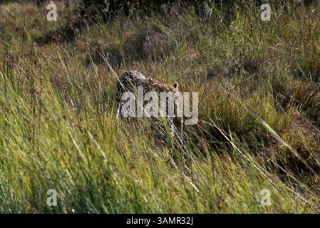 6 mai 2013 - Moremi, Botswana, Afrique - Un léopard à la recherche de proies près du Camp Khwai River Lodge par Orient Express. Moremi Game Reserve est un parc national du Botswana. Il repose sur le côté est du delta de l'Okavango et a été nommé d'après le chef Moremi de la tribu BaTawana. Moremi a été désignée comme réserve de chasse, et non comme parc national permettant aux BaSarwa ou aux Bushmen de demeurer dans la réserve. (Crédit image : © Sergi Reboredo/ZUMA Wire/ZUMAPRESS.com) Banque D'Images