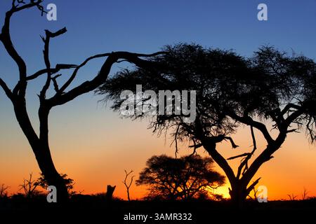 3 mai 2013 - Moremi, Botswana, Afrique - les derniers rayons de soleil nous laissent un magnifique coucher de soleil près du Camp Savute Elephant Camp. La réserve animalière de Moremi est un sanctuaire riche et diversifié, qui comprend le delta de l'Okavango. La réserve n'est pas clôturée et les limites sont définies naturellement par les systèmes fluviaux faisant une zone essentielle à visiter lors du voyage au Botswana. La végétation est variée, complétée par des terres humides permanentes et saisonnières de terre sèche, ce qui est excellent pour la faune et les oiseaux. (Crédit image : © Sergi Reboredo/ZUMA Wire/ZUMAPRESS.com) Banque D'Images