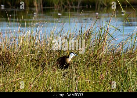 4 mai 2013 - Moremi, Botswana, Afrique - lors du camp de safari aquatique à Eagle Island Camp by Orient Express. Moremi Game Reserve est un parc national du Botswana. Il repose sur le côté est du delta de l'Okavango et a été nommé d'après le chef Moremi de la tribu BaTawana. Moremi a été désignée comme réserve de chasse, et non comme parc national permettant aux BaSarwa ou aux Bushmen de demeurer dans la réserve. (Crédit image : © Sergi Reboredo/ZUMA Wire/ZUMAPRESS.com) Banque D'Images
