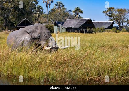 5 mai 2013 - Moremi, Botswana, Afrique - un éléphant se promène dans le camp à proximité du camp d'Eagle Island par Orient Express. Moremi Game Reserve est un parc national du Botswana. Il repose sur le côté est du delta de l'Okavango et a été nommé d'après le chef Moremi de la tribu BaTawana. Moremi a été désignée comme réserve de chasse, et non comme parc national permettant aux BaSarwa ou aux Bushmen de demeurer dans la réserve. (Crédit image : © Sergi Reboredo/ZUMA Wire/ZUMAPRESS.com) Banque D'Images