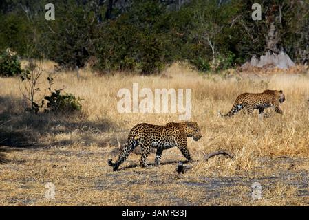 6 mai 2013 - Moremi, Botswana, Afrique - Une paire de léopards vient à notre chemin alors que nous faisons le camp de safari de jeu près de Khwai River Lodge par Orient Express. Moremi Game Reserve est un parc national du Botswana. Il repose sur le côté est du delta de l'Okavango et a été nommé d'après le chef Moremi de la tribu BaTawana. Moremi a été désignée comme réserve de chasse, et non comme parc national permettant aux BaSarwa ou aux Bushmen de demeurer dans la réserve. (Crédit image : © Sergi Reboredo/ZUMA Wire/ZUMAPRESS.com) Banque D'Images