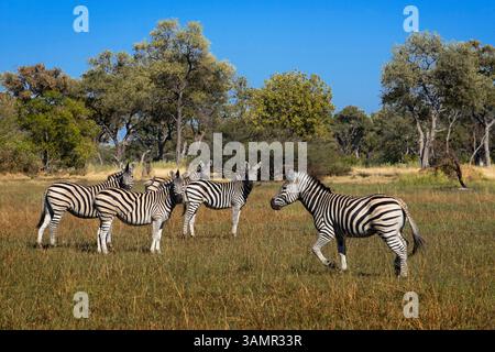 4 mai 2013 - Moremi, Botswana, Afrique - Un troupeau de zèbres rôdant près du Camp Eagle Island Camp par Orient Express. Moremi Game Reserve est un parc national du Botswana. Il repose sur le côté est du delta de l'Okavango et a été nommé d'après le chef Moremi de la tribu BaTawana. Moremi a été désignée comme réserve de chasse, et non comme parc national permettant aux BaSarwa ou aux Bushmen de demeurer dans la réserve. (Crédit image : © Sergi Reboredo/ZUMA Wire/ZUMAPRESS.com) Banque D'Images