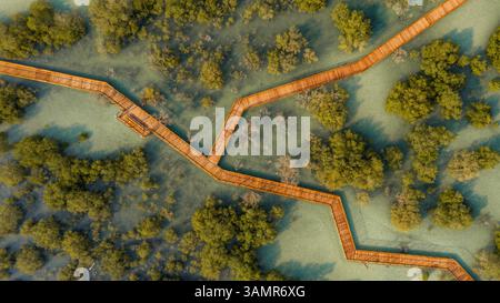 Vue aérienne au-dessus de la jetée en bois traversant Jubail Mangrove Park à Abu Dhabi, Émirats arabes Unis Banque D'Images