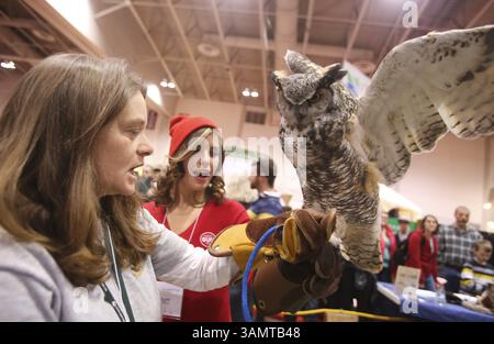 8 fév. 2014 - ON, Canada - Tracy Simpson (G), gestionnaire d'exposition oiseaux de proie de la Fondation canadienne pèlerine, et Stephanie Lusk (au milieu), jeune fille promo Toronto Sun, jetez un coup d'œil à Alexandra, une chouette à cornes âgée de 14 ans, à leur exposition oiseaux de proie au Toronto Sportsmen's Show. Le spectacle se déroule dans le bâtiment Direct Energy sur le terrain d'Exhibition place jusqu'à dimanche. Samedi 8 février 2014. Jack Boland/Toronto Sun/QMI Agency (crédit image : © Jack Boland/QMI Agency/ZUMAPRESS.com) Banque D'Images