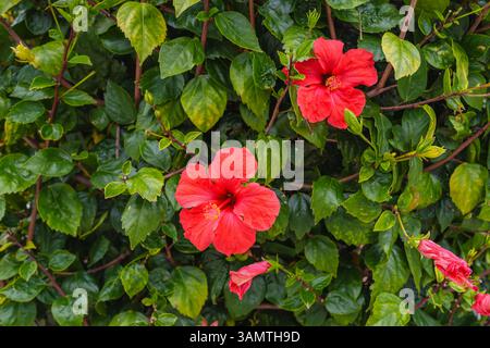 Les fleurs d'hibiscus brillantes apportent un contraste saisissant à un mur de verdure riche et feuillu. Banque D'Images