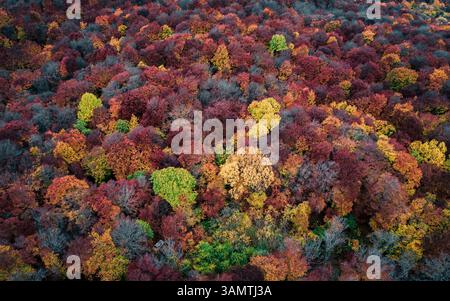 Vue aérienne des arbres forestiers depuis le sommet en automne, République autonome de Crimée, Ukraine. Banque D'Images