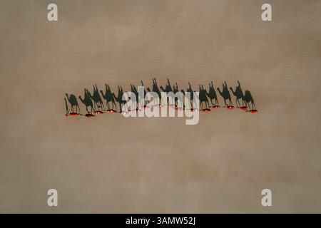 Vue aérienne de chameaux marchant sur une plage avec des gens sur le dos qui jettent des ombres dans le sable, Broome, Australie occidentale. Banque D'Images