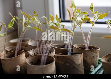 Plants de tomates dans des pots en papier recyclé par fenêtre Banque D'Images