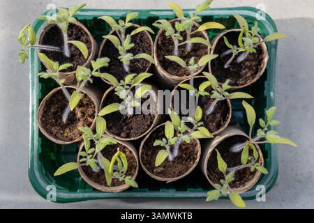 Vue de dessus des plants de tomates dans des pots en papier recyclé Banque D'Images
