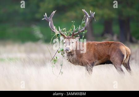 Portrait d'un cerf rouge avec de l'herbe sur des bois debout dans un pré pendant l'ornière en automne, Royaume-Uni. Banque D'Images