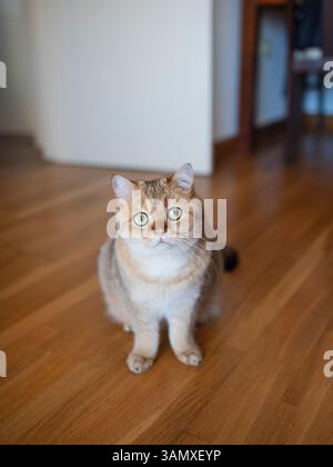 Drôle chat écossais rayé rouge mignon et plié est assis sur le canapé Banque D'Images