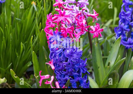 Fleur de cultivar de jacinthe fleurissant dans le jardin Banque D'Images