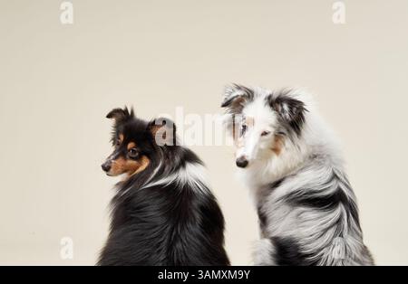 Une paire de bergers des Shetland est assise sur un fond beige, leurs manteaux affichant un beau mélange de noir, blanc et bronzé. L'éclairage doux améliore Banque D'Images