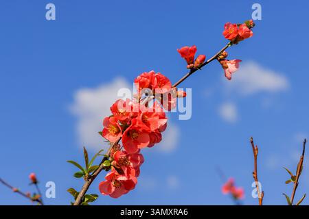 Fleur japonaise de crabère (Malus floribunda) Banque D'Images