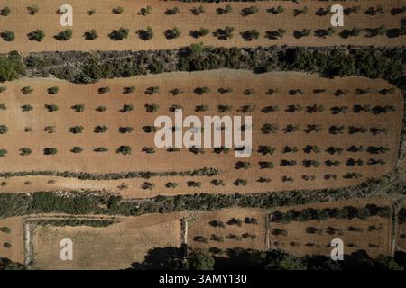 Vue aérienne des arbres symétriques dans le domaine de culture, Bunol, Valence, Espagne. Banque D'Images