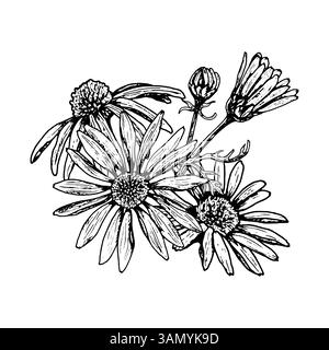 Illustration botanique dessinée à la main de fleurs et de bourgeons d'arnica en fleurs avec des feuilles et des tiges détaillées. Convient aux conceptions à base de plantes, emballage de thé Illustration de Vecteur