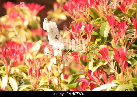 Andromeda Bush (Pieris) poussant dans le jardin arrière Chard Somerset Angleterre uk Banque D'Images