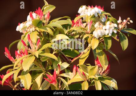 Andromeda Bush (Pieris) poussant dans le jardin arrière Chard Somerset Angleterre uk Banque D'Images