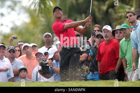 9 mars 2014 - Doral, FL, États-Unis - Tiger Woods lance un tir du 7e green lors de la dernière manche du Championnat WGC-Cadillac au Trump National Doral le dimanche 9 mars 2014, à Doral, Floride (crédit image : © Patrick Farrell/MCT/ZUMAPRESS.com) Banque D'Images