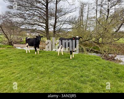 Devon, Angleterre : vaches dans un champ près de la rivière Banque D'Images