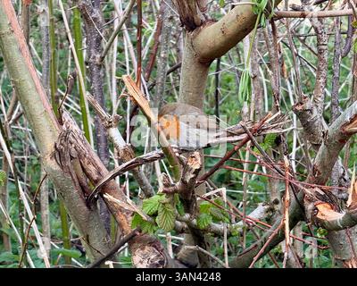 Seaton Wetlands, Seaton, Devon : Robins dans la haie Banque D'Images