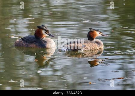 Un couple reproducteur de Grebes à crête (Podiceps cristatus) nageant ensemble sur un lac. Banque D'Images