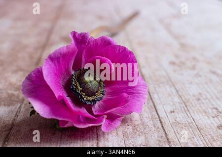 Chaque fleur est une âme à la nature éclose (de Nerval). L'anémone est associée à la sollicitude, l'amour, la passion, la sincérité ou la persévérance Banque D'Images