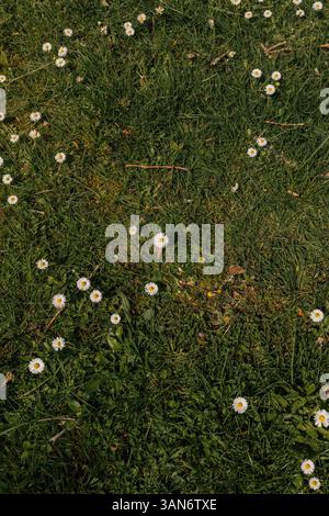 petites danses sur l'herbe verte Banque D'Images