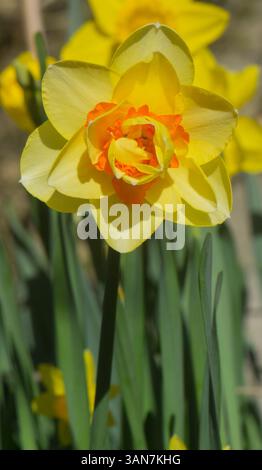 Tahiti Daffodil pris dans un jardin à Blackburn, Lancashire, Royaume-Uni le 5 avril 2025. Banque D'Images