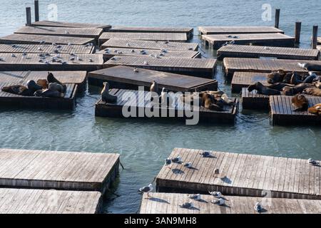 Les phoques se détendent sur des plates-formes flottantes tandis que les mouettes se rassemblent à proximité au quai 39. Banque D'Images