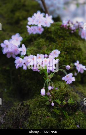 Seattle WA USA - 7 avril 2025 : campus UW la nuit avec Cherry Blossom Banque D'Images