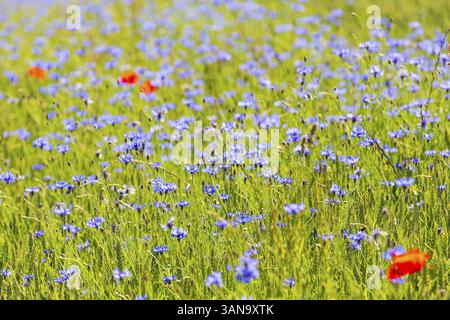Bleuets (Centaurea cyanus) en fleurs, Suisse saxonne, Saxe, Allemagne, Europe Banque D'Images