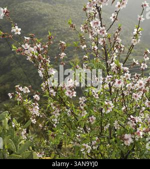 Fleurs d'amandiers près de Santiago del Teide, Tenerife, Espagne, Europe Banque D'Images