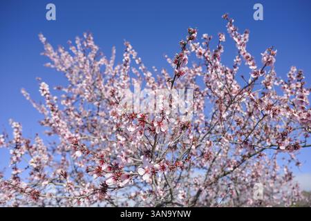 Fleurs d'amandiers près de Santiago del Teide, Tenerife, Espagne, Europe Banque D'Images