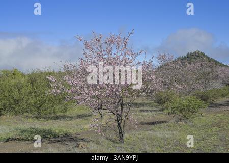 Fleurs d'amandiers près de Santiago del Teide, Tenerife, Espagne, Europe Banque D'Images