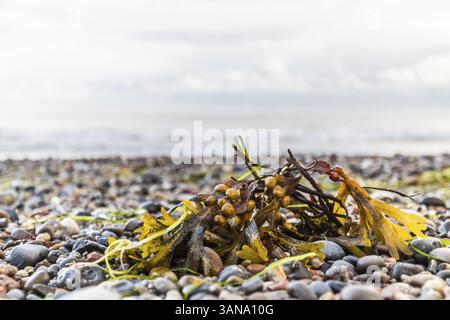 Algues Banque D'Images