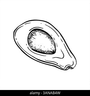 La moitié de l'avocat avec vecteur de graines illustration isolée peinte par des encres noires. Vue de dessus. Dessin de gravure de tranches de fruits coupés monochromes. Plante saine Illustration de Vecteur
