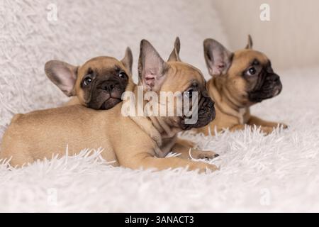 Trois chiots de la race bouledogue française, âgés de 2 mois Banque D'Images