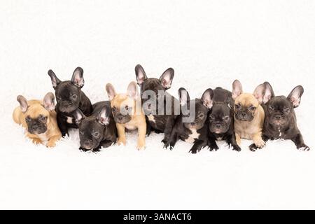 Neuf chiots de la race bouledogue française, âge 2 mois Banque D'Images