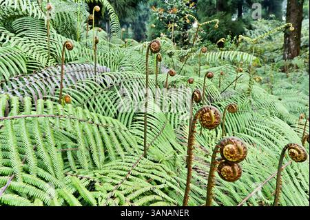 Fougères dans l'élégance terreuse. Banque D'Images