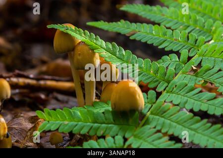 Un amas de champignons Amanita phalloides et Coprinellus disséminatus émerge du sol forestier, partiellement obscurci par des frondes de fougères vertes vibrantes. Banque D'Images