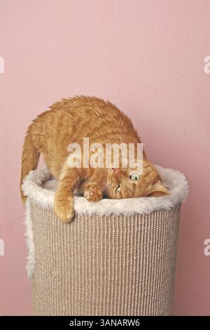 Chat au gingembre ludique se mêlant d'un poteau à gratter. Banque D'Images