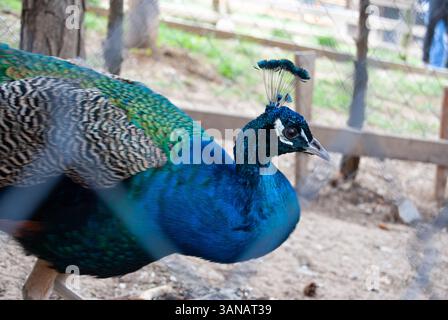 Un paon vibrant avec des plumes irisées reposant à l'intérieur d'une cage de fil dans une ferme. Banque D'Images
