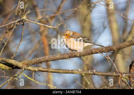 Chaffinch était assis dans un buisson par un matin de printemps ensoleillé, comté de Durham, Angleterre, Royaume-Uni. Banque D'Images