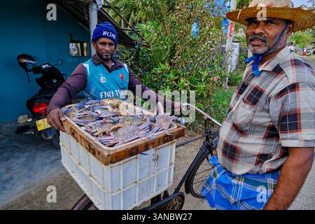 Sri Lanka, Province du Nord, Jaffna, ville de point Pedro, retour de pêche Banque D'Images