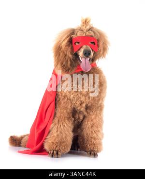 caniche standard devant un fond blanc Banque D'Images