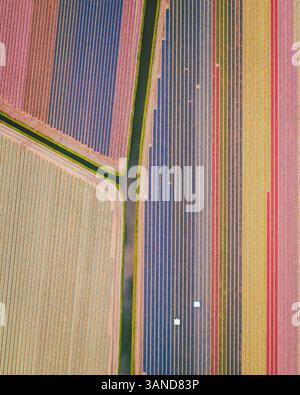 Vue aérienne d'un champ de tulipes près de lisse, Hollande méridionale, pays-Bas. Banque D'Images