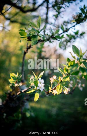 Gros plan d'une branche d'arbre en fleurs au printemps, avec un fond vert doux et un éclairage délicat. Banque D'Images