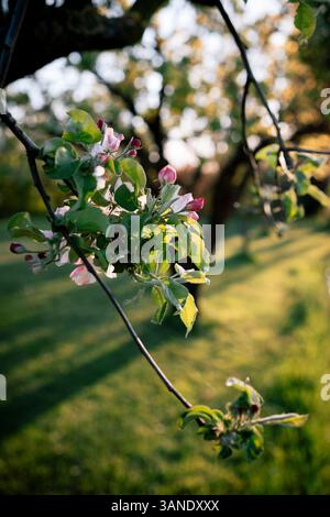 Branche de pommier avec fleurs en fleurs et lumière du matin dans un cadre de campagne. Banque D'Images
